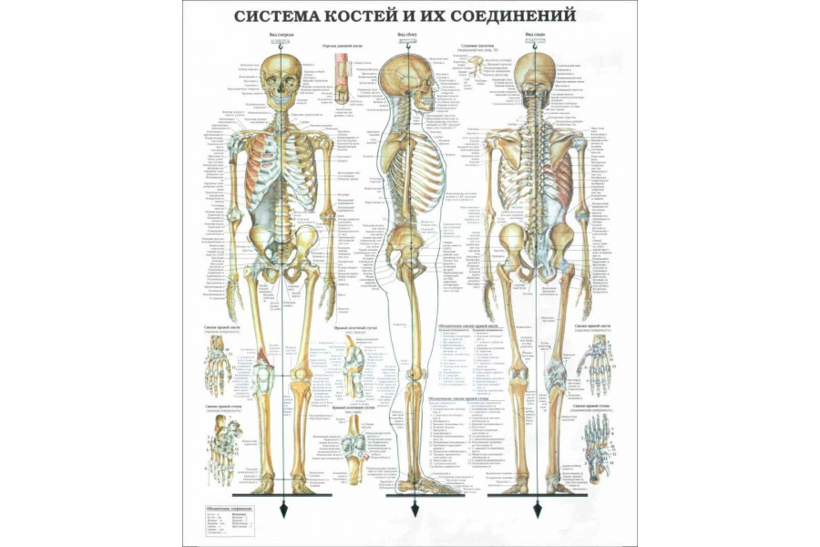 Стенд "Система костей и их соединений"