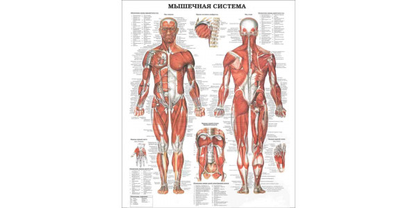 Стенд "Мышечная система"