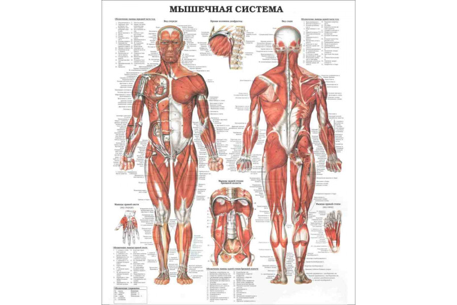 Стенд "Мышечная система"